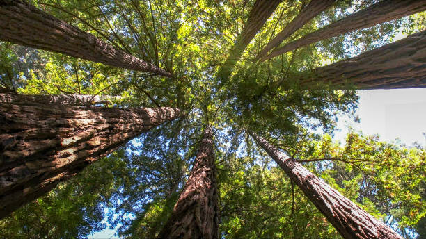 How Our Tree Care Process Works  in Panaca, NV